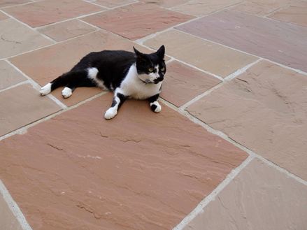 Dalles de grès Modak, terrasse avec chat