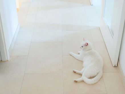 Un chat blanc est couché sur les carreaux en pierre calcaire