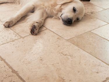 Chien allongé sur des carreaux de travertin clair