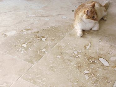 Photo du client : Carreaux de travertin Onyx avec chat
