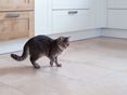 Chat dans une cuisine moderne sur des carreaux de travertin beige clair