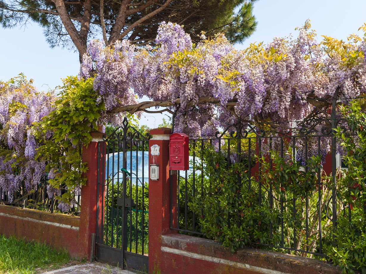 Porte de jardin envahi de fleurs