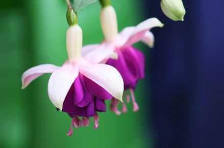 Deux fleurs violettes dans le jardin (Photo originale de Maja Dumat Pixelio)