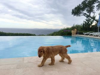 chien marchant en premier plan sur les dalles en travertin derrière la pisicne et la mer